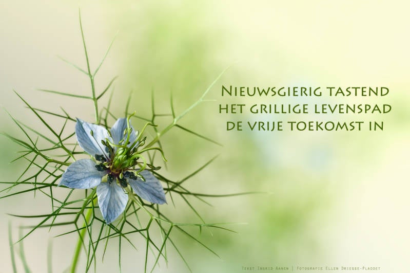 Copyright Ellen Driesse-Ingrid Aanen