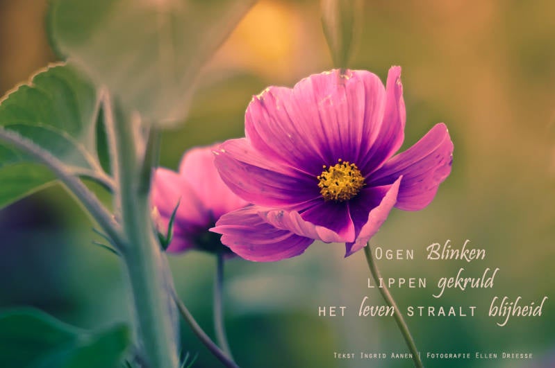 Copyright Ellen Driesse-Ingrid Aanen