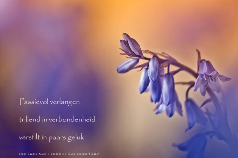 Copyright Ellen Driesse-Ingrid Aanen