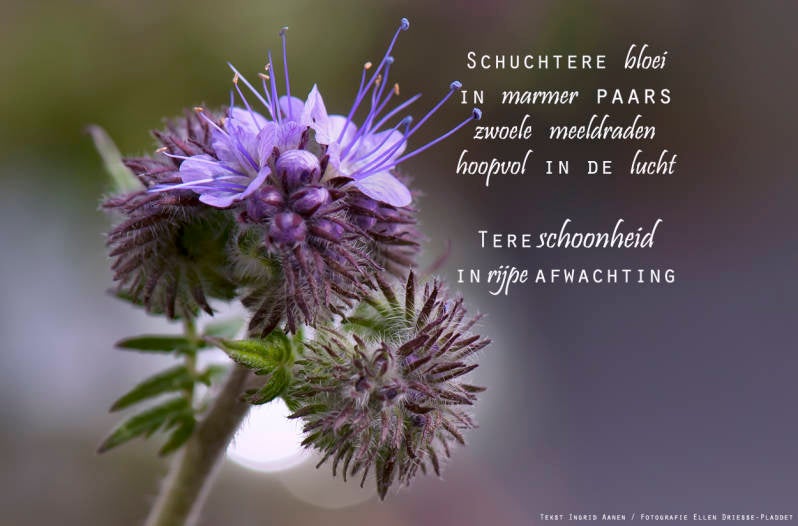 Copyright Ellen Driesse-Ingrid Aanen