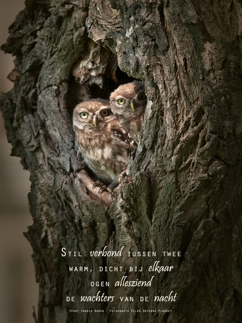 Copyright Ellen Driesse-Ingrid Aanen