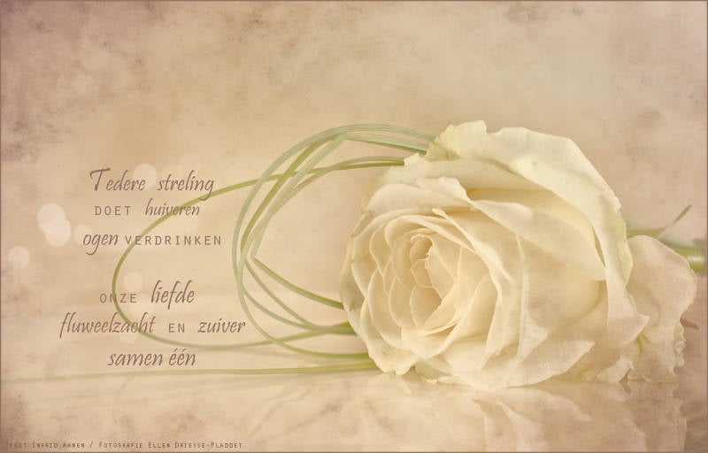 Copyright Ellen Driesse-Ingrid Aanen