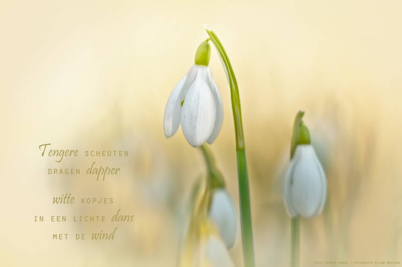 Copyright Ellen Driesse-Ingrid Aanen