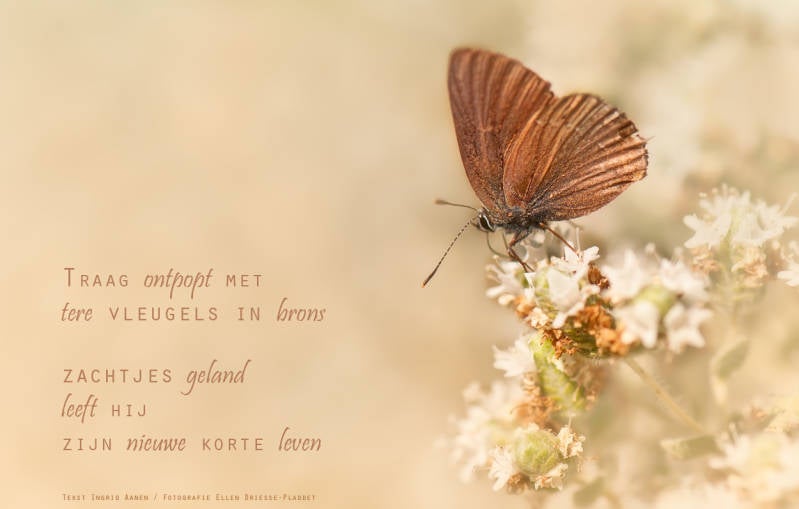 Copyright Ellen Driesse-Ingrid Aanen