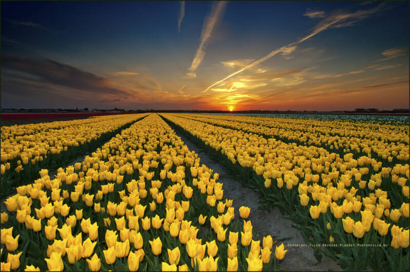 Tulpenvelden in Zeeuws-Vlaanderen