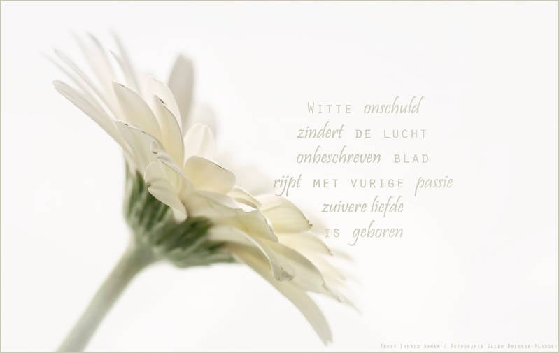 Copyright Ellen Driesse-Ingrid Aanen