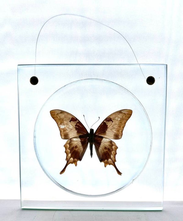 Grote tropische vlinder in doorkijkkader 'meandrusa sciron'