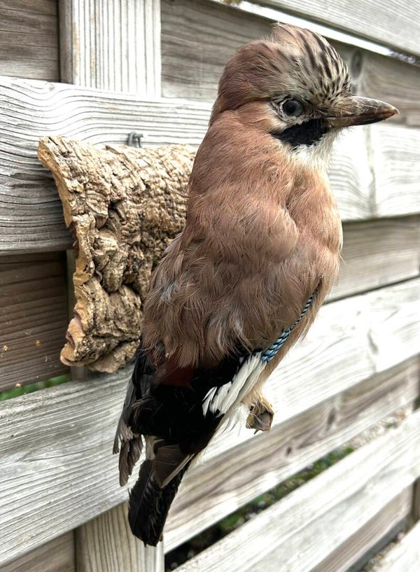 vintage opgezette vogel taxidermie opgezette Vlaamse gaai