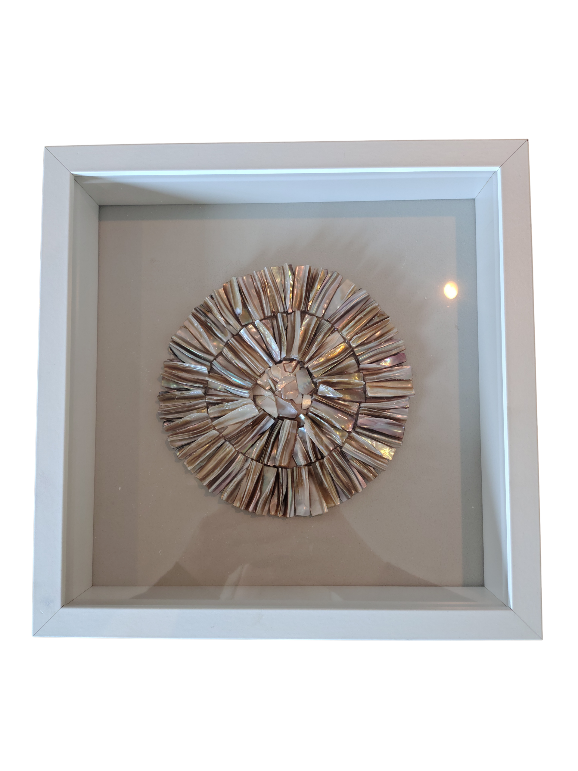 Schelp ornament in 3d lijst