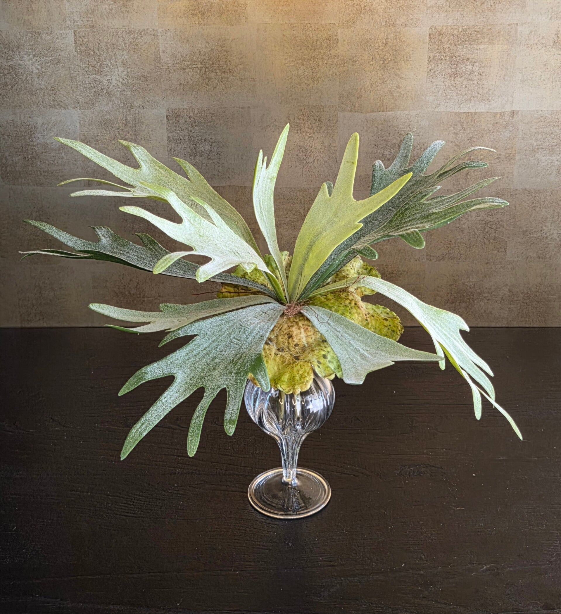 Staghorn fern Emerald