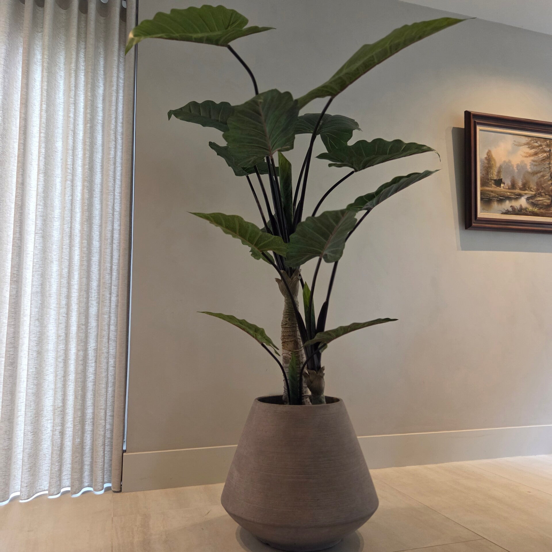 Alocasia 180cm