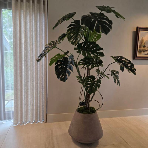 Monstera 180cm