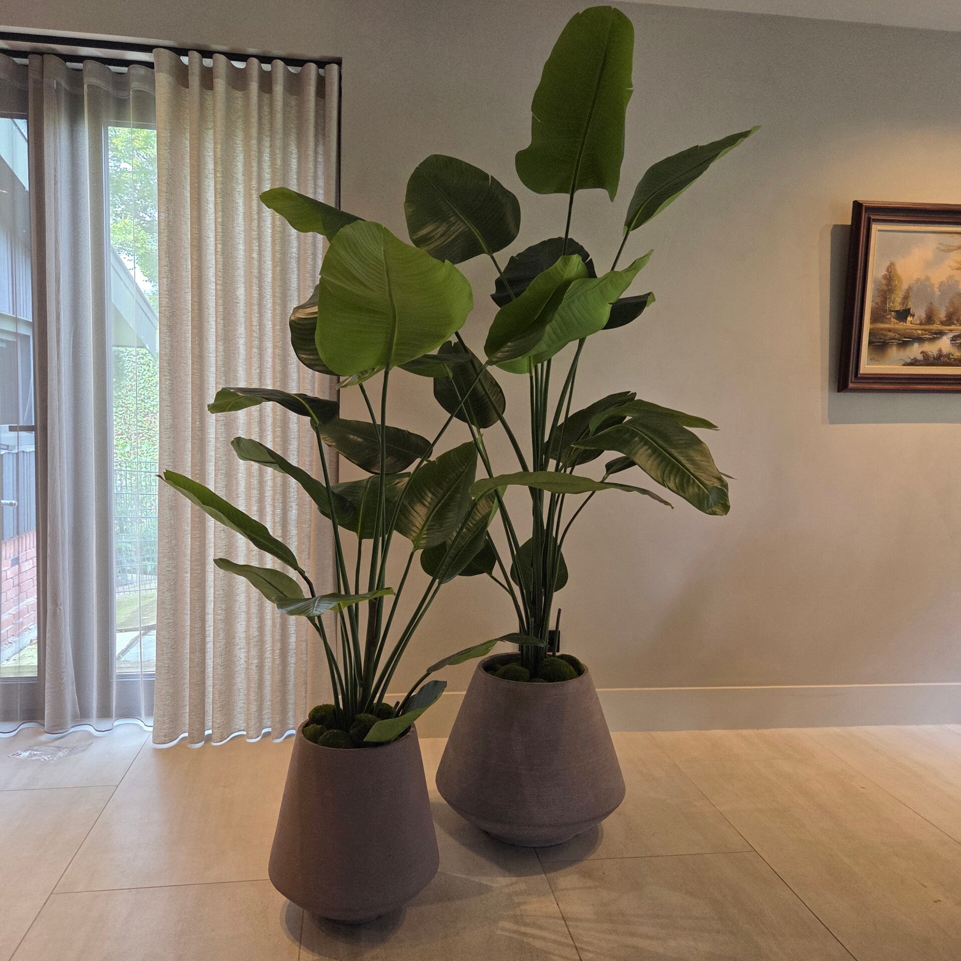 Strelitzia 210cm