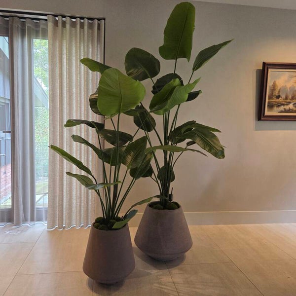 Strelitzia 210cm