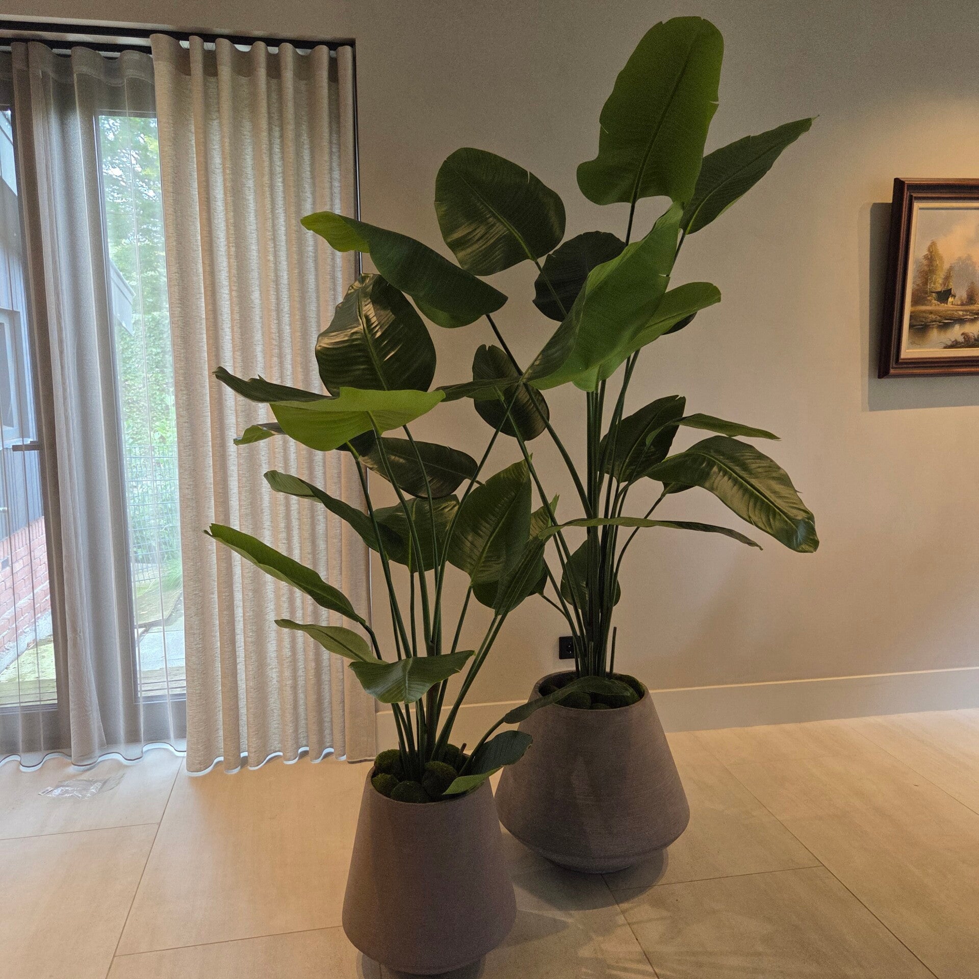 Strelitzia 180cm