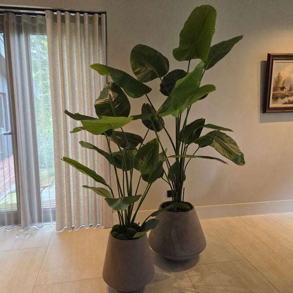 Strelitzia 180cm