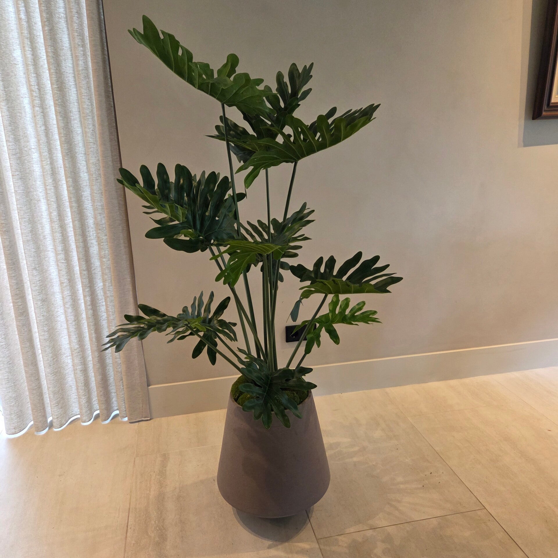 Philodendron 135cm