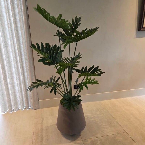 Philodendron 135cm