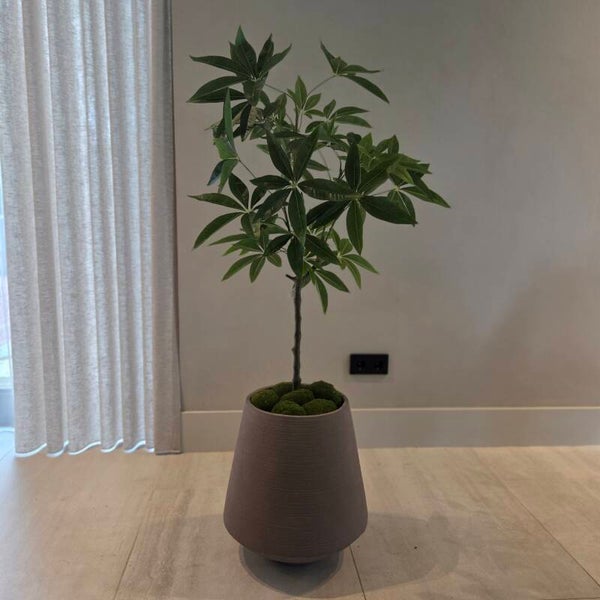 Schefflera 120cm