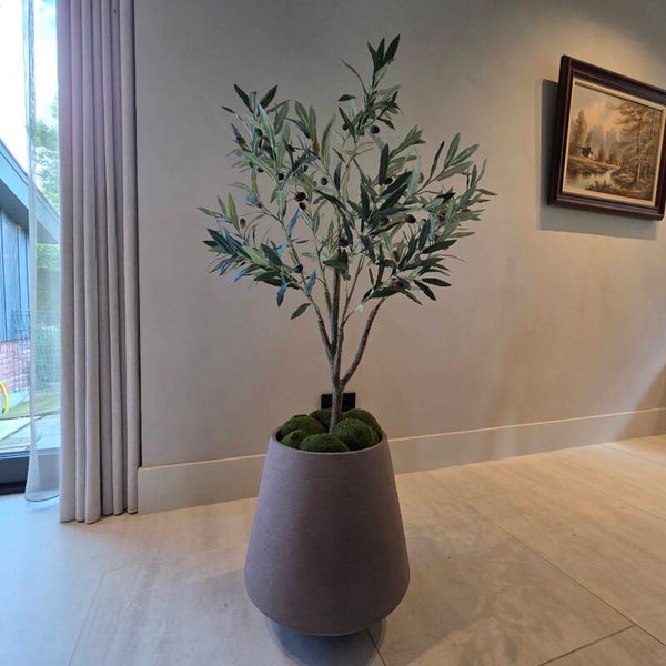 Olijfboom 120cm
