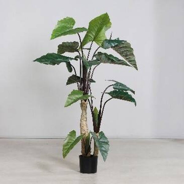Alocasia 180cm