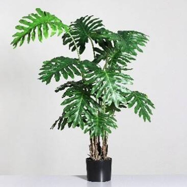 Philodendron 135cm