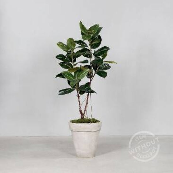 Rubberboom 155cm