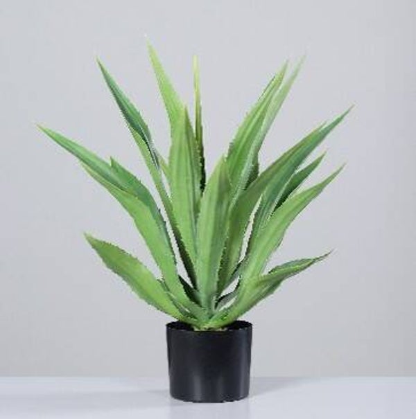 Agave