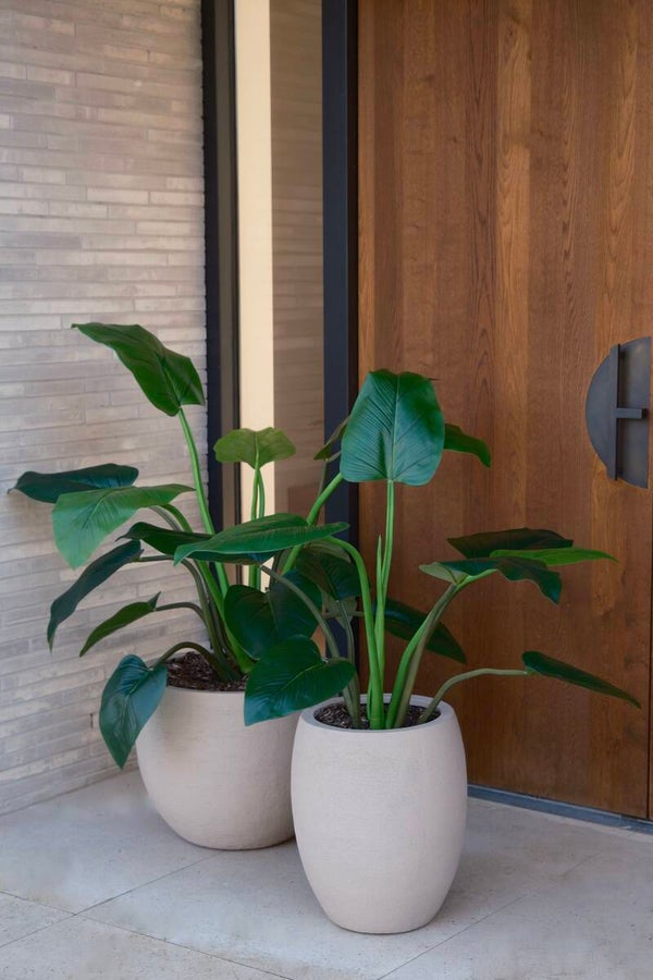 Alocacia 120cm Silk House Europe