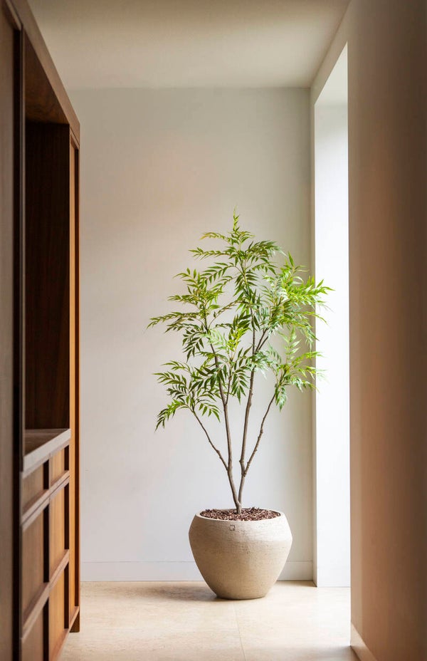 Bamboe tree