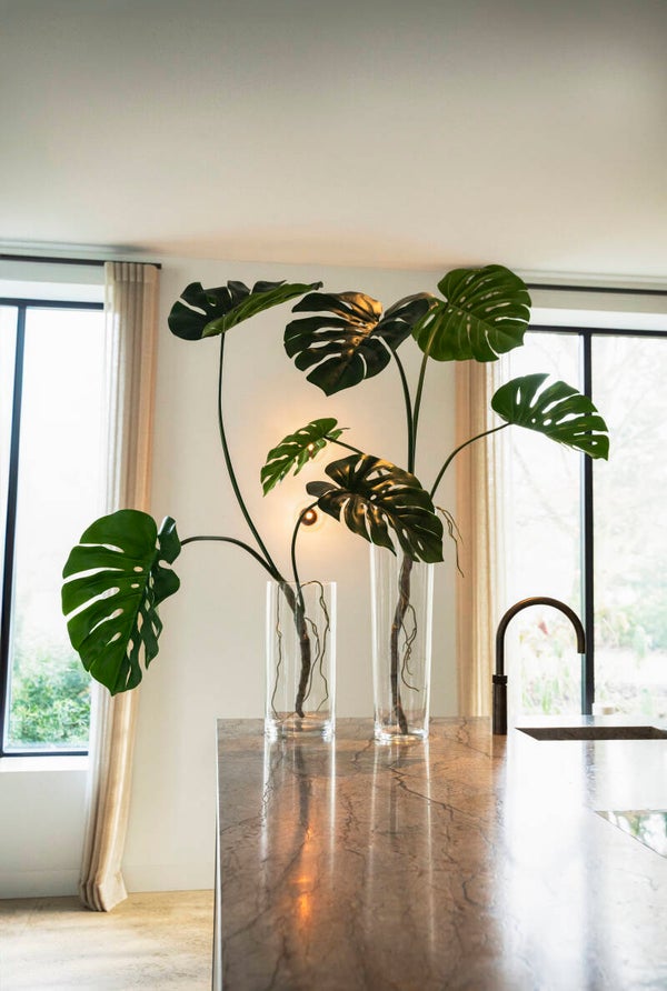 Monstera blad