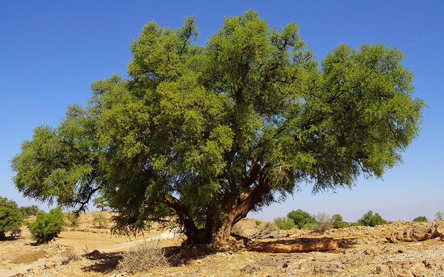 arbre Arganier du Maroc