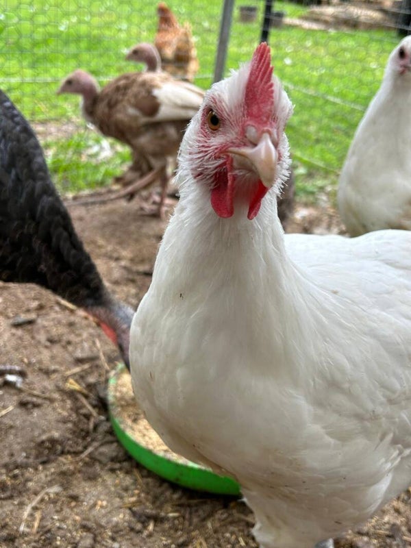 Poulet de Bresse (growers, 7 weeks)
