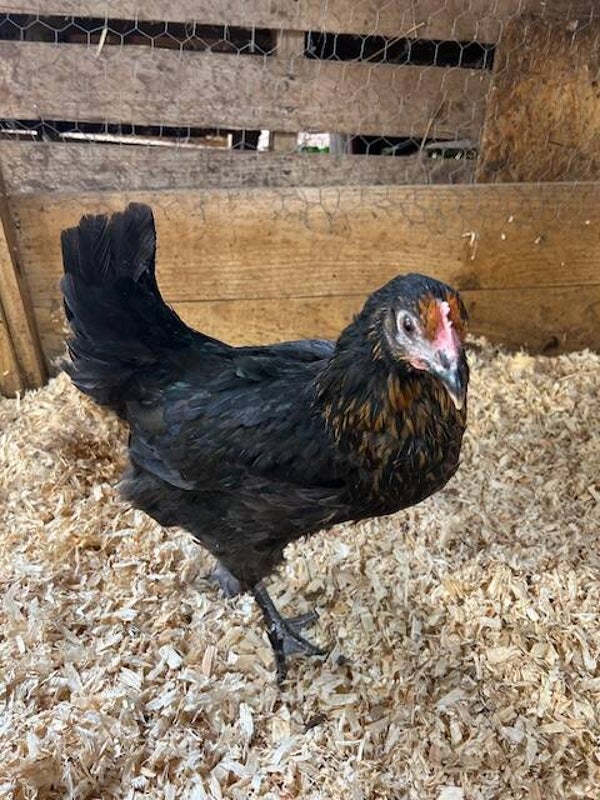 Copper Black Maran