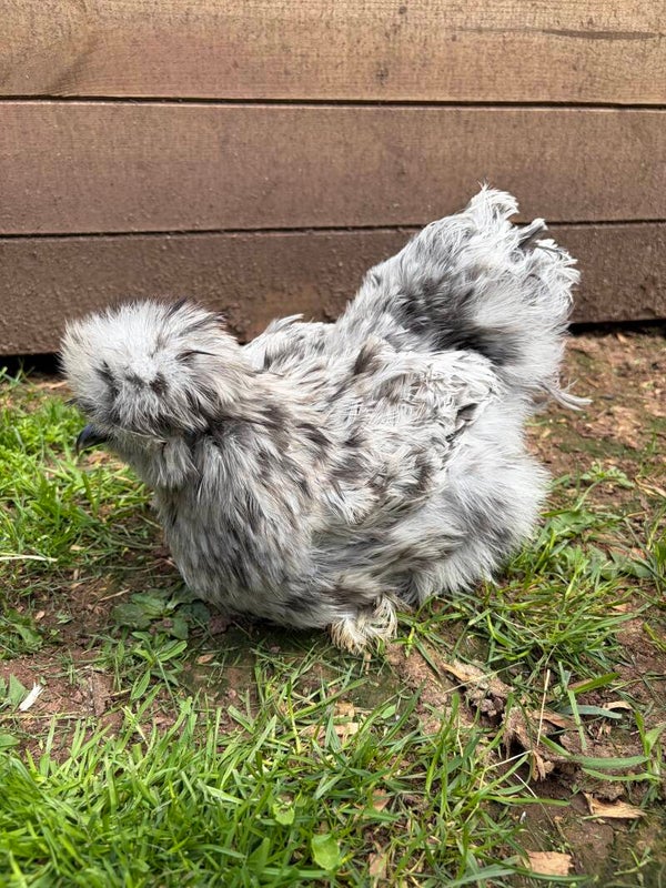 Silkie