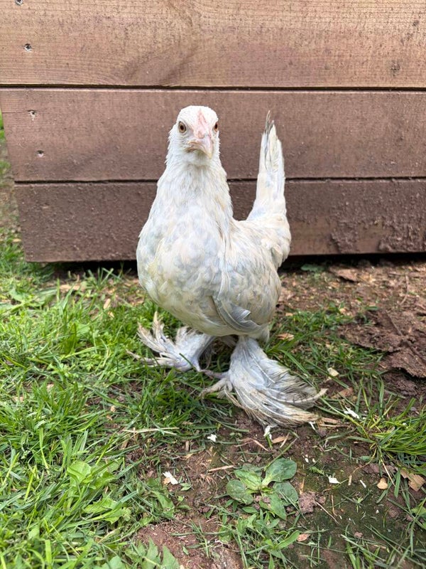 Sablepoot (Booted Bantam)