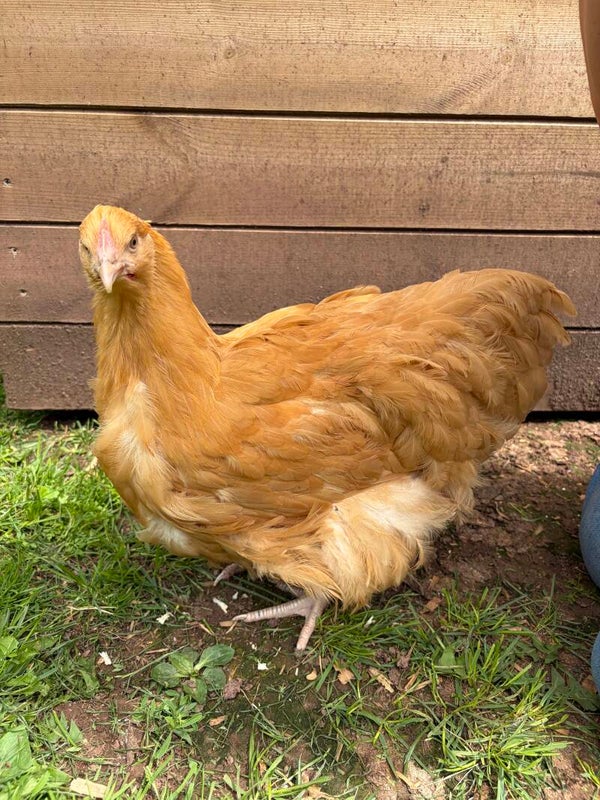 Buff Orpington (LF)