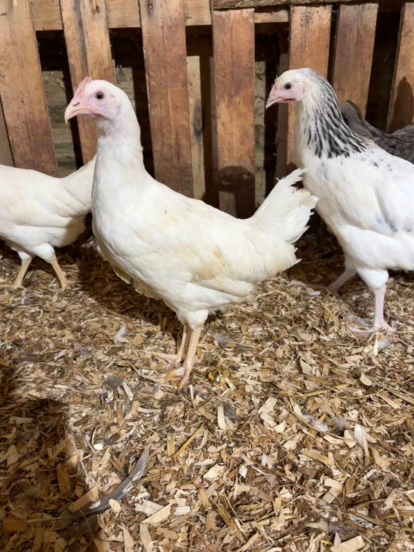 Leghorn