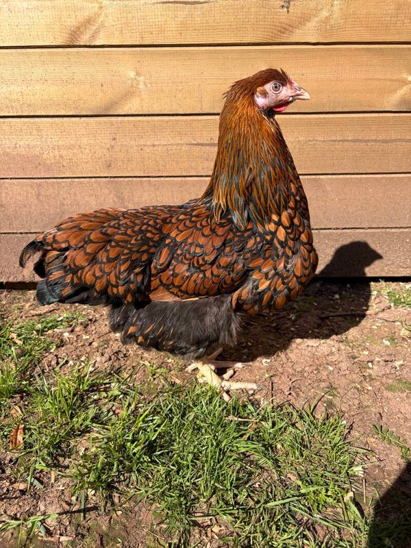 Wyandotte (LF)