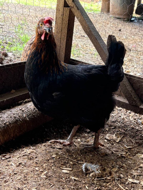 (Ex-commercial) Paddock Browns