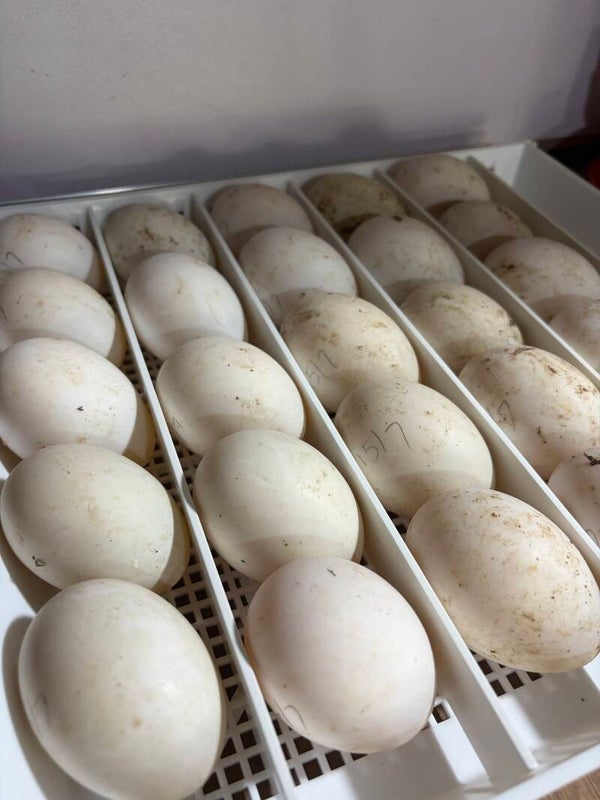 Khaki Campbell Duck Eggs