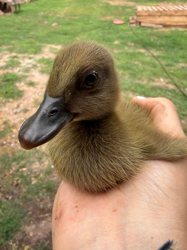 Khaki Campbell Ducklings