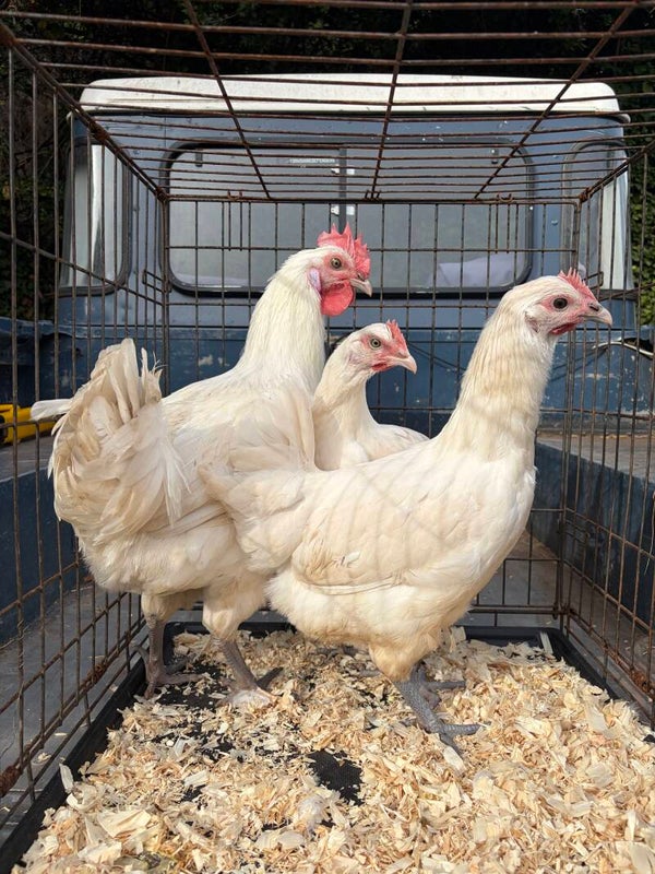 Poulet de Bresse Breeding Trio