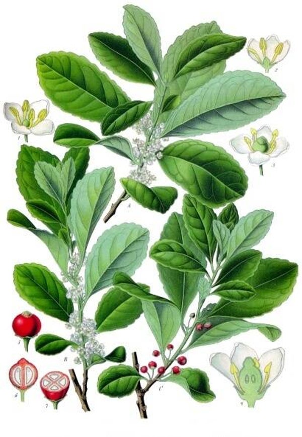 Maté Nature BIO