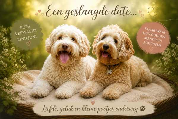 2e aanbetaling pup Nona & Leeuwenkoning
