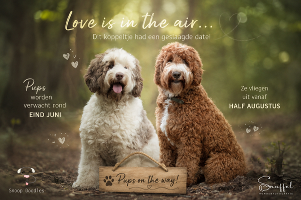 Aanbetaling voor een pup uit het nestje van Bowie en Deus