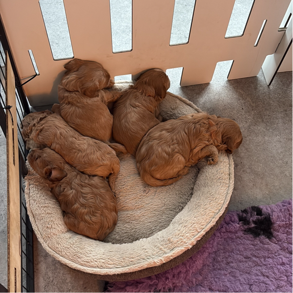 2e aanbetaling pup Lio en Dobby