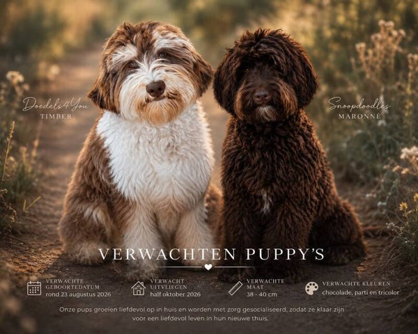 2e aanbetaling pup Maronne en Timber
