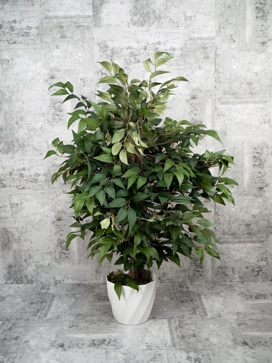 Ficus Ginseng - kunstplant - hoogte van 75cm - inclusief pot