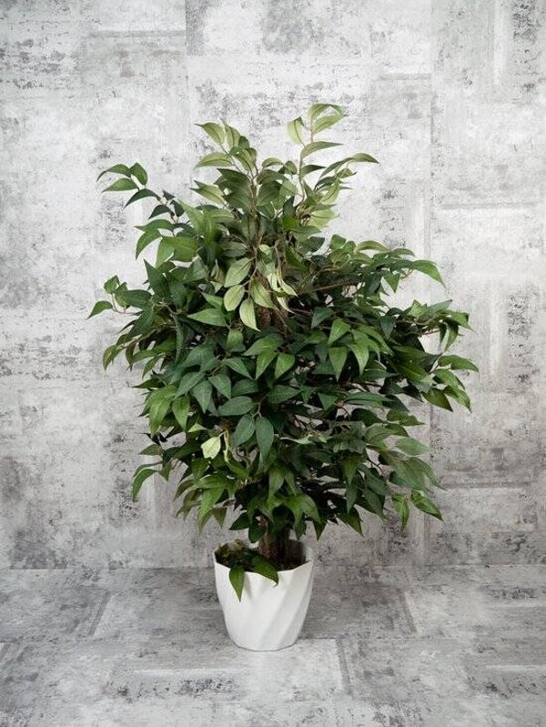 Ficus Ginseng - kunstplant - hoogte van 75cm - inclusief pot